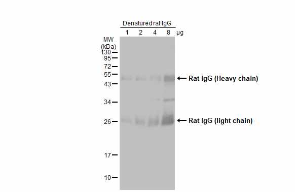 Rabbit Anti-Rat IgG antibody (HRP)