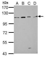 GRASP1 antibody