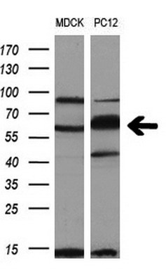 PKMYT1 antibody [1C3]