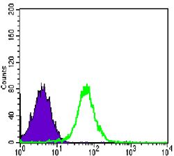N-Cadherin antibody [5D5]