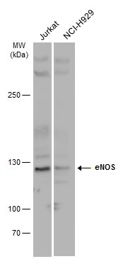 eNOS antibody