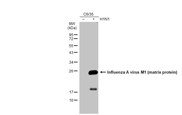 Influenza A virus M1 (matrix protein) antibody