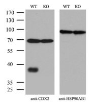 CDX2 antibody [1A3]