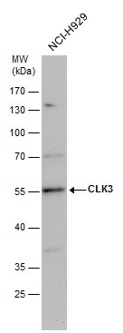 CLK3 antibody