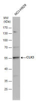 CLK3 antibody