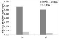Histone H3K79me1 (mono-methyl Lys79) antibody