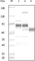 KSHV ORF8 antibody