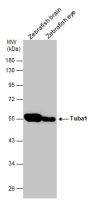 Tuba1 antibody