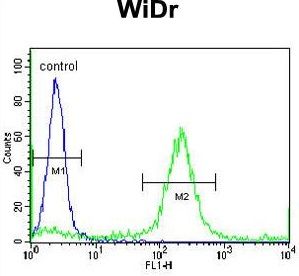 ADAMDEC1 antibody, N-term