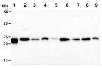 PRX III antibody [AT1F8]