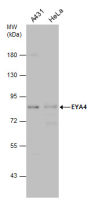 EYA4 antibody