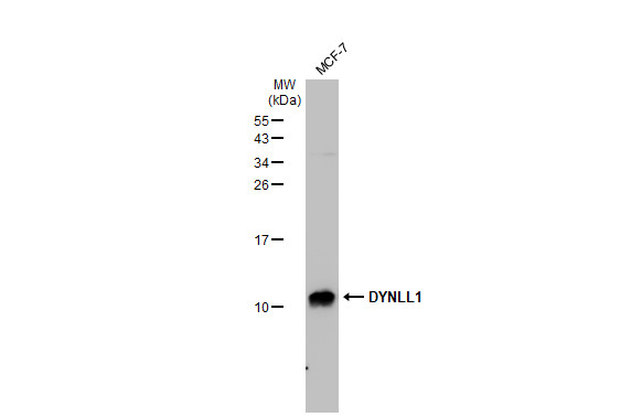 DYNLL1 antibody [GT1324]