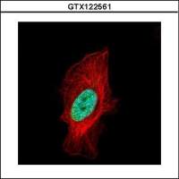 Histone H1.2 antibody