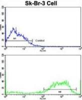 SSH3BP1 antibody, N-term