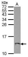 ATP5L antibody