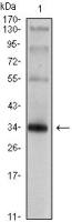 Synaptophysin antibody [7H12]