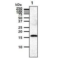 GMF beta antibody [AT44D8]