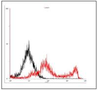Herpes virus 6 gQ1 antibody [119]