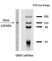 Daxx antibody [DAXX-03]