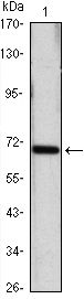 HSPA4 antibody [5A6]