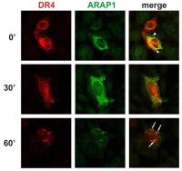 ARAP1 antibody [ARAP1-2]