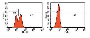PARP (cleaved) antibody (FITC)
