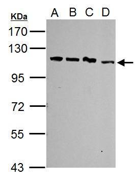SART1 antibody [N2C1], Internal