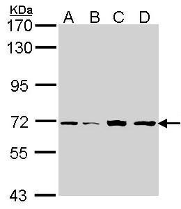 IRAK2 antibody [N2C1], Internal