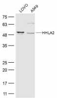 HHLA2 antibody