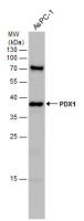 PDX1 antibody