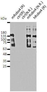 Robo4 antibody