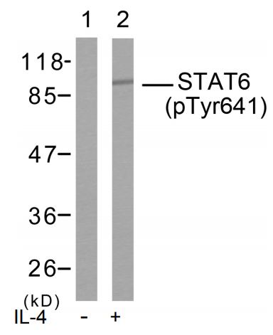 STAT6 (phospho Tyr641) antibody