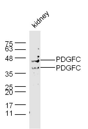 PDGFC antibody