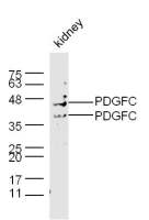 PDGFC antibody