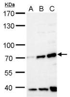 FBXW8 antibody
