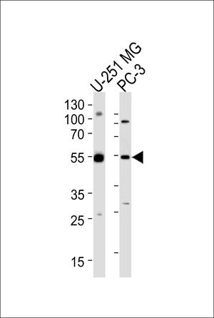 DEK antibody, C-term