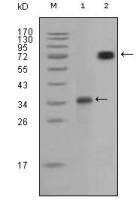 Ret antibody [8D10C9]