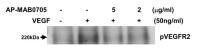 VEGFA antibody [MAB0705]