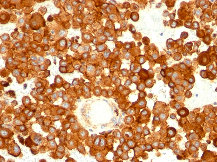 CD63 antibody [MX-49.129.5]