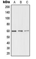 TRF1 (phospho Ser219) antibody