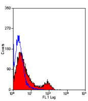 CD71 antibody [OX-26]