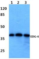 EDG4 antibody