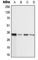 MLL4 antibody