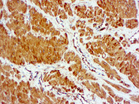 alpha Smooth Muscle Actin antibody [1A4] (ready-to-use)