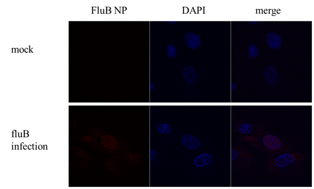 Influenza B virus Nucleoprotein antibody