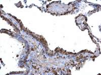 ARID3B antibody