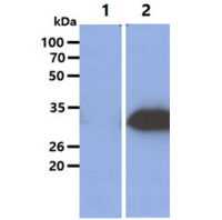 GNMT antibody [AT5D1]