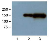 GFP antibody [GF28R]
