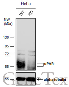 uPAR antibody