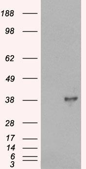 DOK5 antibody, C-term